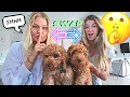 Switching Our Puppies To See If They Notice CUTE REACTION