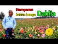Download Lagu Hamparan kebun bunga dahlia yang sangat luas || @kebunomwahyu6787(115)
