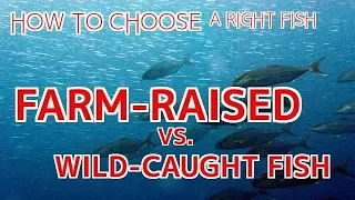 how to choose a right fish farm raised or wild fish sushi chef eye view 