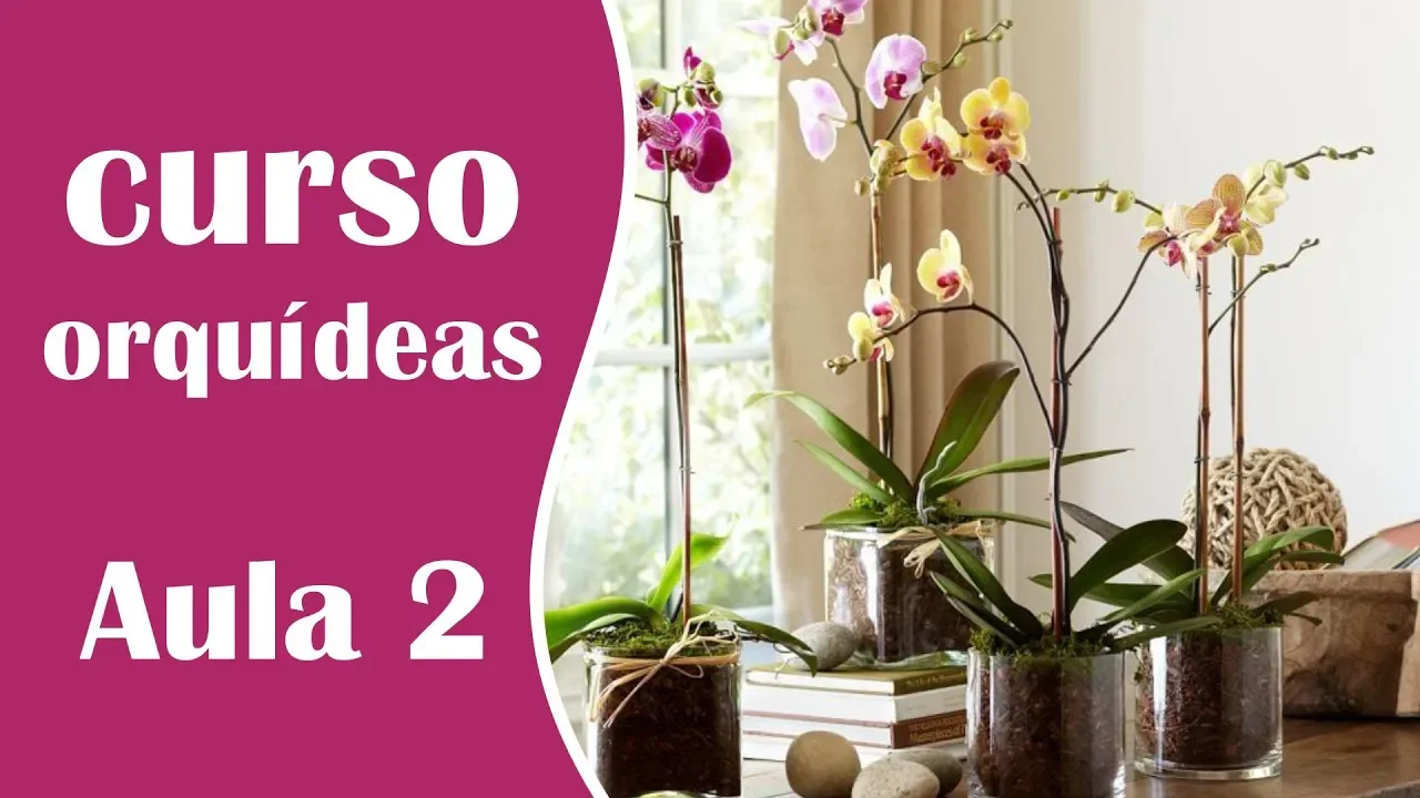 MINICURSO DE COMO CUIDAR DE ORQUÍDEAS AULA 2 ONDE CULTIVAR E QUAL A LUZ CORRETA