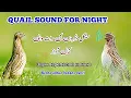 Download Lagu The amazing sound of the night of single quails New 2025 , Bater Ki Awaaz , batair ki awaz