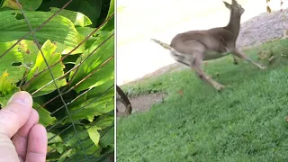 how do you STOP DEER from eating your flowers especially hostas