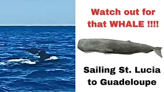 WHALES & HOT SPRINGS –  ST LUCIA TO GUADELOUPE SAILING ADVENTURE