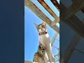 Download Lagu Malu-malu kucing dibilang cantik🤭😂 #shorts #shortviral #youtubeshorts