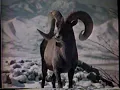 1980 Busch Beer It s that time of day TV Commercial