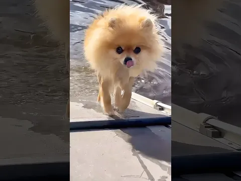 Funny cats and dogs ππ episode 5 #shorts
