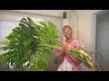 How to restart your Monstera