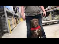 5 Month Cane Corso X Pitbull - FORD