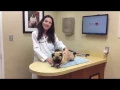Dog Wellness Exam