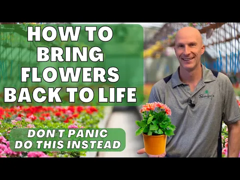 Download MP3 How to Bring Flowers Back to Life - Don't Panic, Learn How to Rescue Your Plants