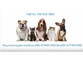 Dog Sitting Henderson NV 702-614-7663 Dog Walking Henderson NV