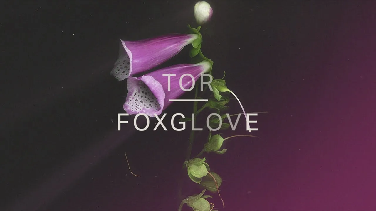 Tor - Foxglove (Official Audio) Tor - Foxglove (Official Audio)