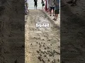 Baby turtles make their way to the ocean - Viralhog