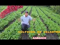 Lagu ASOMBROSO 30 a 37 dias, cultivo de Cilantro y Rábano, TRUCO para Que crezcan todo parejo y hermoso.
