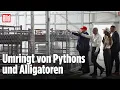 Download Lagu Trump eröffnet Abschiebeknast „Alligator Alcatraz“