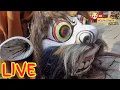 Lagu 🔴 Live Seni Jaranan SINGO BARONG SINGOTRUNAN || Welaran - Penganjuran - Banyuwangi
