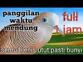Perkutut lokal gacor .panggilan waktu mendung full 1 jam semua jenis utut pasti bunyi