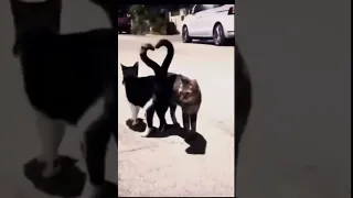 كيوت اغاني حالات وتساب Shorts 