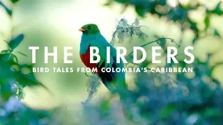 Download THE BIRDERS | Bird tales from Colombia's Caribbean. MP3