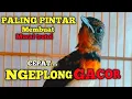 Lagu CUKUP 30 DETIK .! Murai trotol dan murai batu pastol Pasti ikut BUNYI GACOR | Pancingan murai trotol
