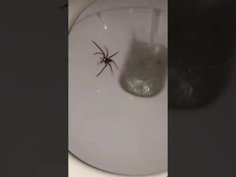 Незваный гость