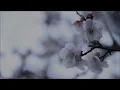 明日への手紙/手嶌葵『いつかこの恋を思い出してきっと泣いてしまう』full covered by 春茶