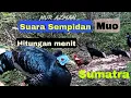 Download Lagu SUARA SEMPIDAN BIRU HITUNGAN MENIT 100%