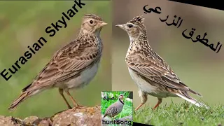 صوت المطوق الزرعي الجرجس Song Eurasian Skylark  صوت المطوق الزرعي الجرجس Song Eurasian Skylark