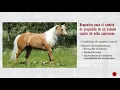 Guia para el Reporte de Transferencia de la AQHA