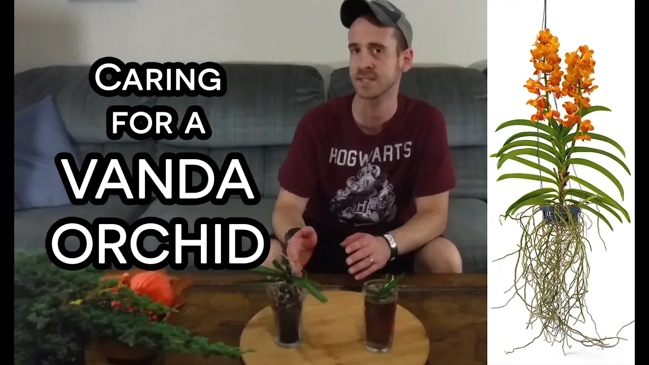 CARING FOR VANDA ORCHIDS
