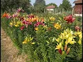 Download Lagu Lily Collection S02E17 - Early mid-season lilies, Asiatics, LAs, early Trumpets [4K]