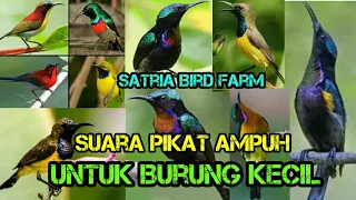 Download TERBUKTI AMPUH SUARA JERNIH UNTUK PIKAT KOLIBRI DAN BURUNG BURUNG KECIL LAIN NYA MP3