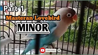 Download Lovebird Fighter Ngekek Panjang l MINOR...  MASTERAN AWAL LOVEBIRD KONSLET... MP3