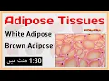 Adipose Tissue Explained White vs Brown Fat Made Simple