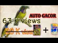 Download Lagu Racikan pakan KORLAP,KOLOBRI auto GACOR dan Lahap | loyal Bird  2020