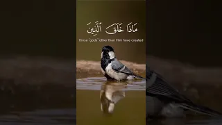 هذا خلق الله فأروني ماذا خلق الذين من دونه    سورة لقمان    القارئ  اسلام صبحي دندنها