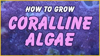 how to grow coralline algae in your aquarium the simple truth