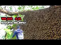 Download Lagu Perfek‼️Sarang yang selalu jadi impian sang pencari madu#panen #madu #bee #honey 