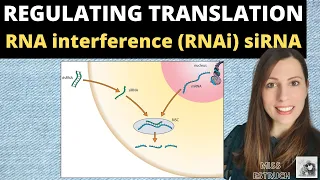 Download Regulating Translation: RNA interference (RNAi) by small interfering RNA (siRNA). A-level Biology MP3