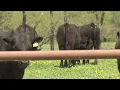 Meat processing plant