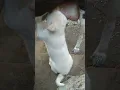 Lagu 🤣🤣🐕||#shorts #tomy's family #tomy #Mili
