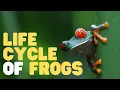 Life Cycle of Frogs Learn about the 3-stage metamorphosis of a frog