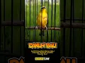 Download Lagu Pleci Dakun Bali - Dakbal Nembak Kenari Gaya Buka Ekor #plecidakbal