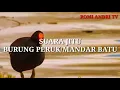 SUARA JITU BURUNG PERUK MANDAR BERSIH BANGET