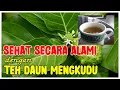 Download Lagu Cara Mudah Membuat Teh Daun Mengkudu :  Minuman Yang Kaya Akan  Nutrisi dan Manfaat Kesehatan