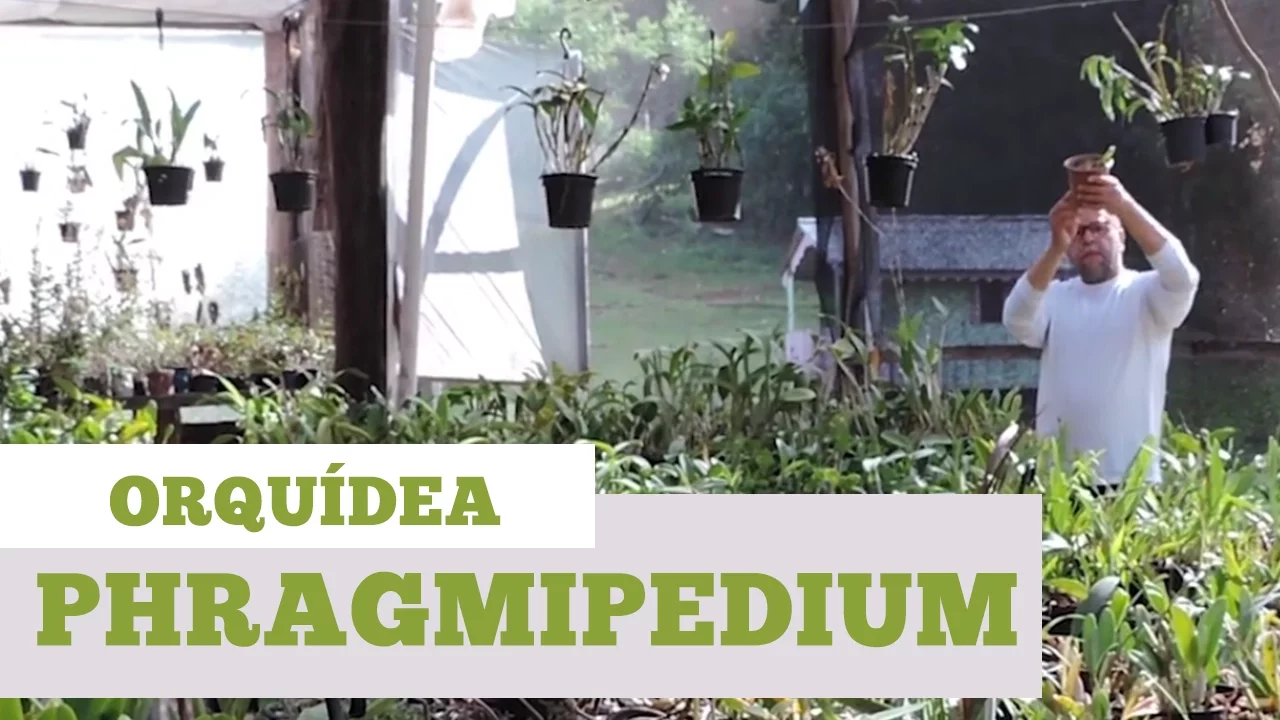 COMO CUIDAR DE ORQUIDEA PHRAGMIPEDIUM