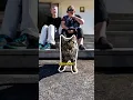 Download Lagu Ini merupakan kucing TERPALING LICIK dalam dunia 😱