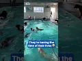 Happy dogs love pool time at doggy daycare