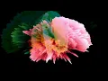 Burial & Four Tet - Moth (Music Video)