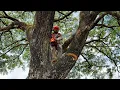Download Lagu Difficult location, rocks and many branches made it difficult to cut down these 2 trees‼️